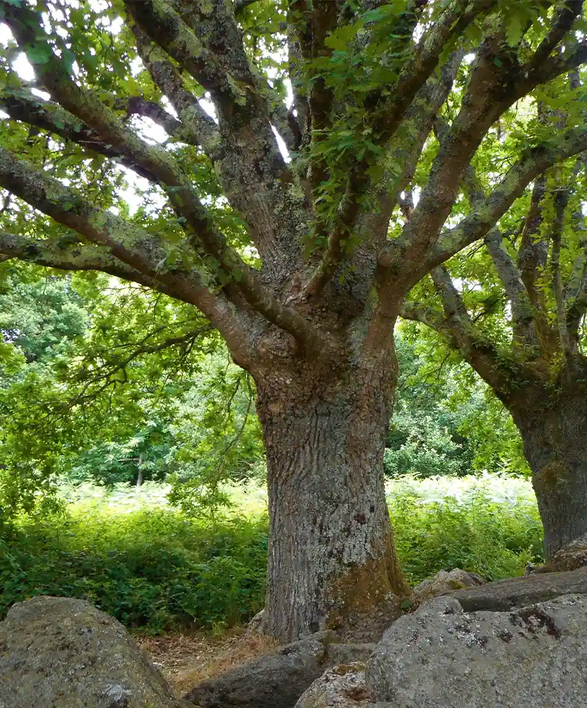 La psychogénéalogie utilise le génosociogramme. Il s’agit de la présentation graphique de l'arbre généalogique,